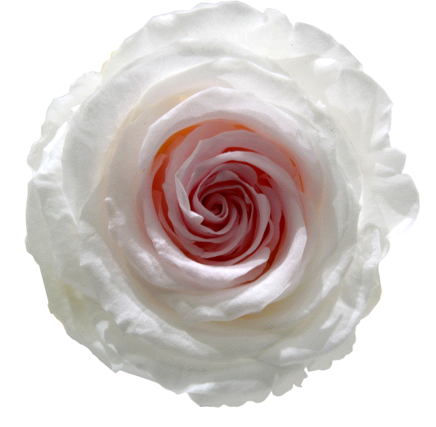 BOITE 6 TETES ROSES STABILISEES BI-COLORES_BLANC ET ROSE PALE _RSXB2040