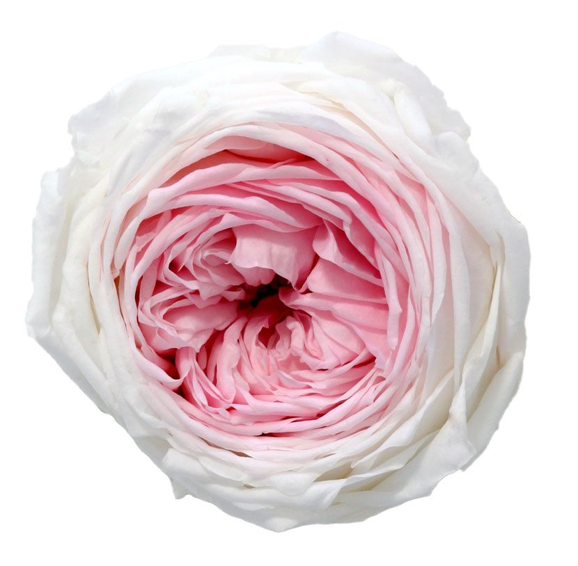 BOITE DE 6 TETES DE ROSE DE JARDIN_ROSE STABILISEE BI-COLORE_BLANC ET ROSE_RGAB2040