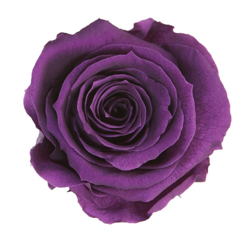 BOITE TETE DE ROSE EXTRA x6pcs_VEGETAL STABILISE_VIOLET_RSX2840