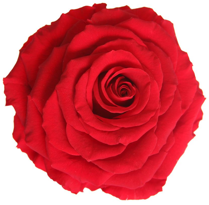 ROSE STABILISEE_VEGETAL STABILISE_KING_ROUGE_1 TETE_RSK2200
