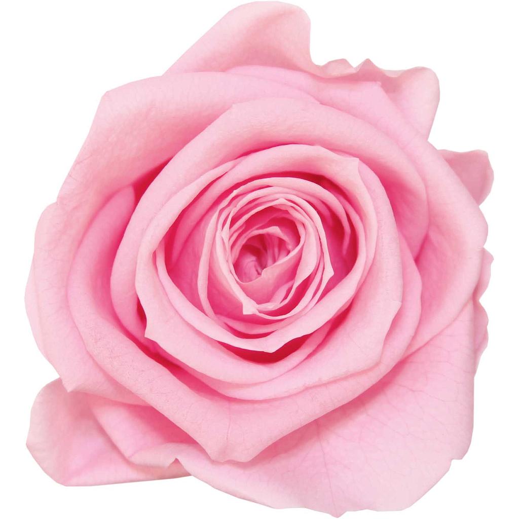 MINI ROSE ROSE PASTEL x12 TETES_VEGETAL STABILISE_RSM1470